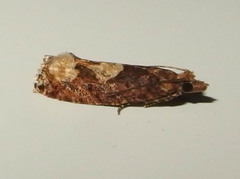 Epinotia trigonella