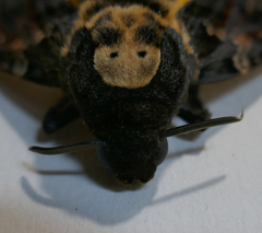Acherontia atropos