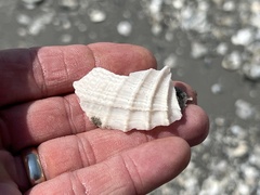 Cyrtopleura costata