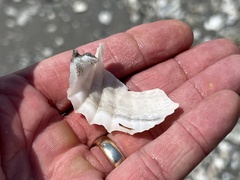 Cyrtopleura costata