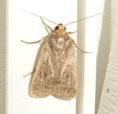 Amphipyra tragopoginis