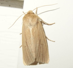 Mythimna oxygala