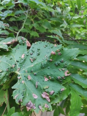 Colomerus vitis