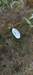 Unio elongatulus