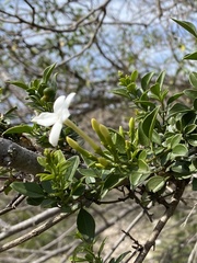 Jasminum multipartitum