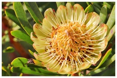 Protea scolymocephala