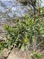 Jasminum multipartitum