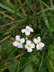 Arabidopsis halleri