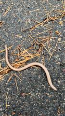 Anguis colchica