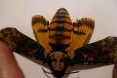 Acherontia atropos