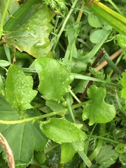 Arabidopsis halleri