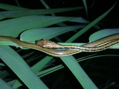 Dendrelaphis pictus