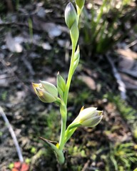 Thelymitra epipactoides