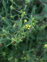 Sigesbeckia orientalis