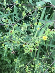 Sigesbeckia orientalis