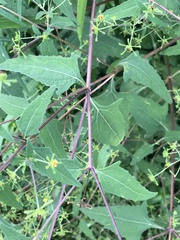 Sigesbeckia orientalis