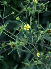 Sigesbeckia orientalis