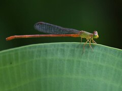Ceriagrion auranticum
