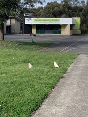 Cacatua tenuirostris