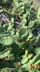 Opuntia humifusa