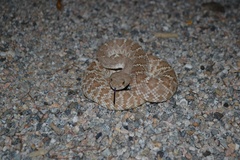 Crotalus ruber