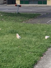 Cacatua tenuirostris