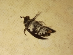 Dermestes maculatus