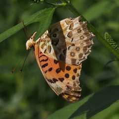 Argynnis hyperbius