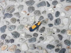 Chrysaeglia magnifica