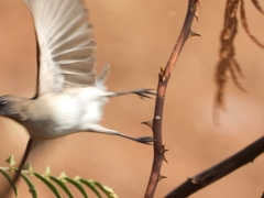 Conopophila
