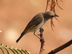 Conopophila