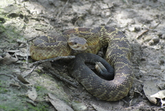 Crotalus molossus nigrescens