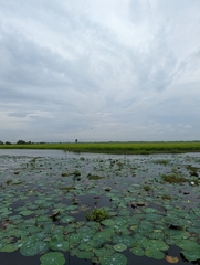 Nelumbo nucifera