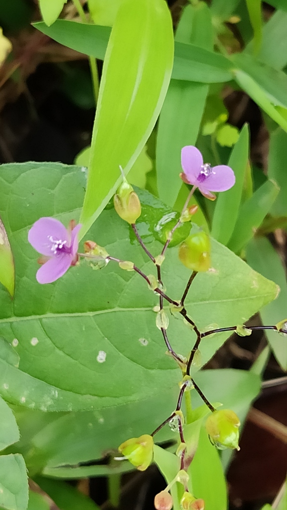 Murdannia dimorpha (Murdannia dimorpha)