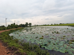 Nelumbo nucifera