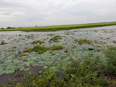 Nelumbo nucifera