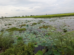 Nelumbo nucifera
