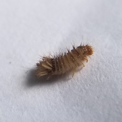 Dermestidae