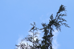 Ptiliogonys cinereus