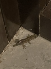 Hemidactylus bowringii