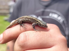 Sceloporus grammicus