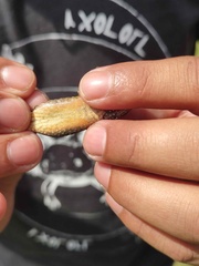 Sceloporus grammicus