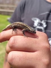 Sceloporus grammicus