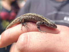 Sceloporus grammicus