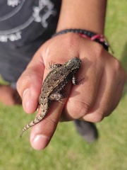Sceloporus grammicus