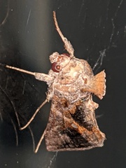 Chrysodeixis includens