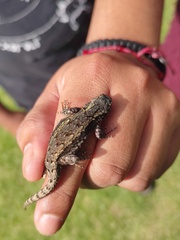 Sceloporus grammicus
