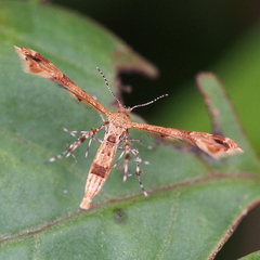 Nippoptilia cinctipedalis