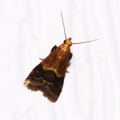 Eulogia ochrifrontella