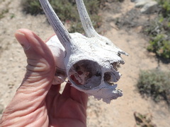 Raphicerus campestris